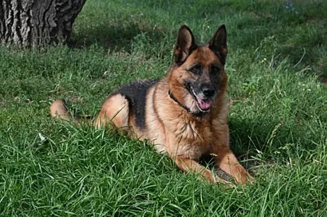 В УФСИН Оренбуржья ищут новую семью для служебной собаки Айсидоры В УФСИН Оренбуржья ищут новую семью для служебной собаки Айсидоры